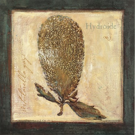 Framed Hydroide Print