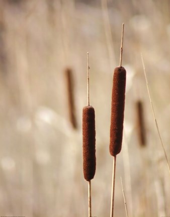 Framed Cattails Print