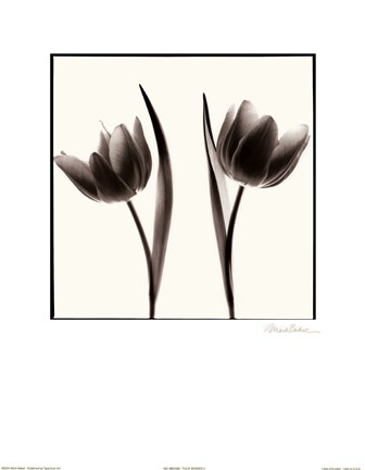 Framed Tulip Shades II Print