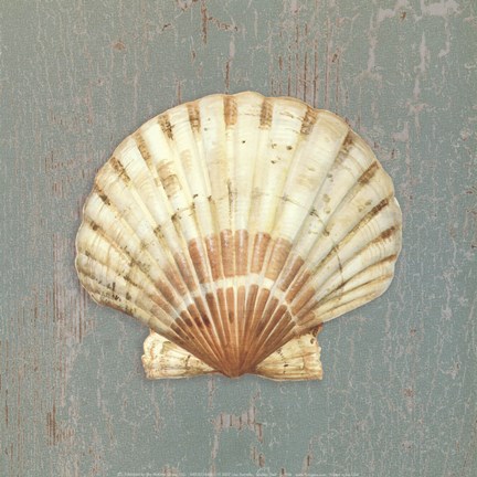 Framed Scallop Shell Print