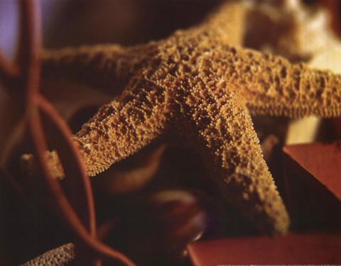 Framed Starfish IV Print