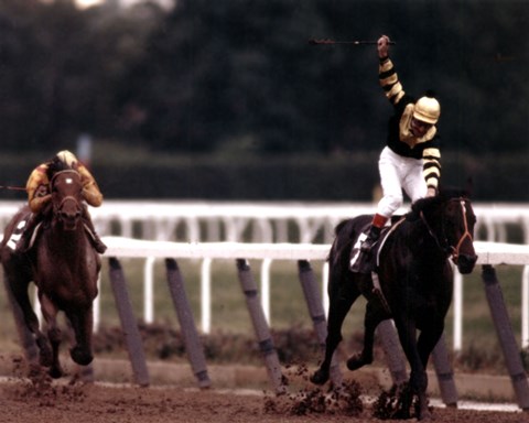 Framed Seattle Slew 1977 Belmont Stakes #419 Print