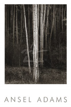 Framed Aspens, Northern New Mexico, 1958 (embossed) Print