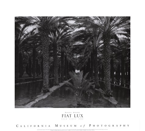Framed Palm Grove Print