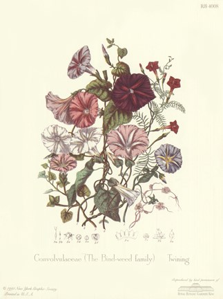 Framed Convolvulaceae Print