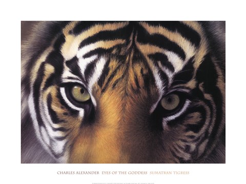 Framed Eyes of the Goddess: Sumatran Tigress Print