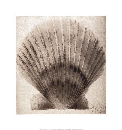 Framed Scallop Shell Print