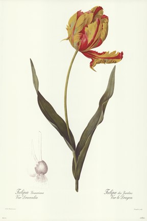Framed Tulipa Gesneria (A) Print
