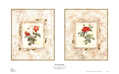 Framed Rose Bud Medley Print