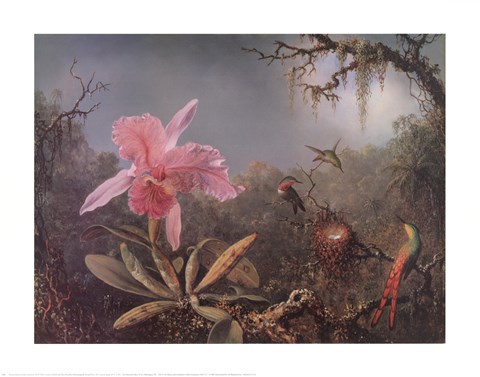 Framed Cattleya Orchid and Three Brazilian Hummingbirds Print