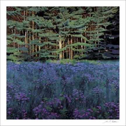 Framed Shadowed Meadow, Sunlit Pines Print