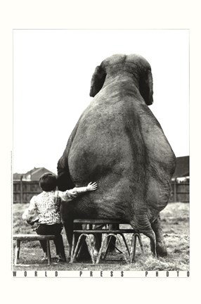 Framed My Pal, the Elephant Print