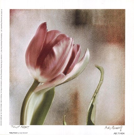 Framed Tulip Front Print