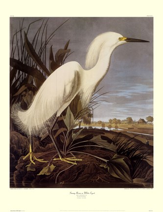 Framed Snowy Heron or White Egret Print