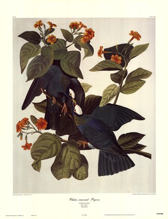 Framed White-Crowned Pigeon Print