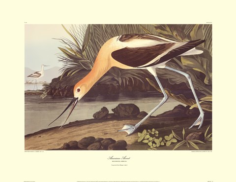 Framed American Avocet Print