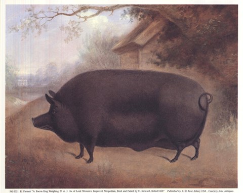 Framed Bacon Hog Print