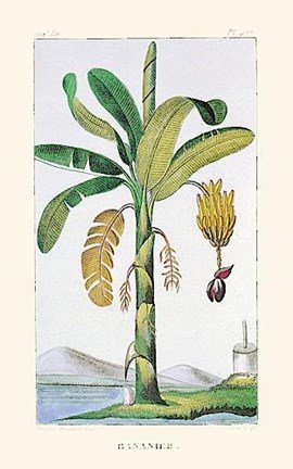 Framed Banana Tree Print