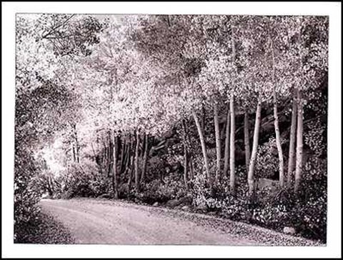 Framed Bishop Aspen Grove Print