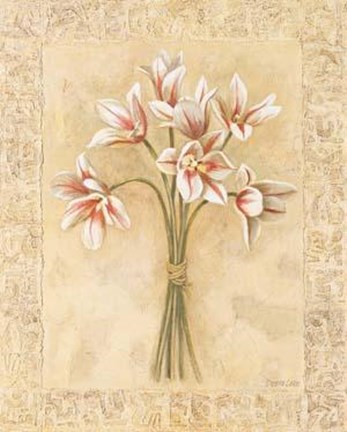 Framed White Striped Tulips Print