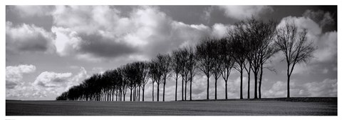 Framed Somme Treeline Print