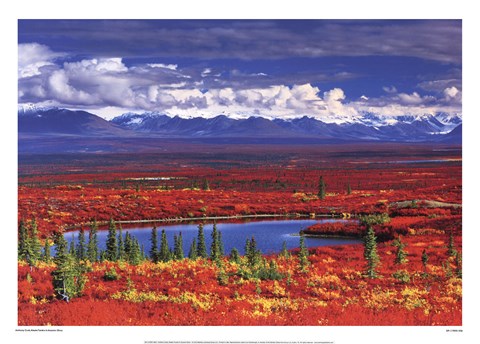 Framed Alaska Tundra In Autumn Glory Print