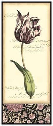 Framed Baroque Tulip In Pink I Print