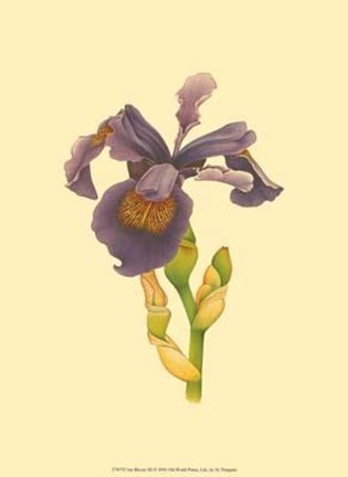 Framed Iris Bloom III Print