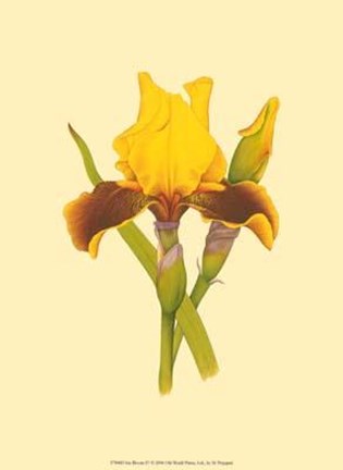 Framed Iris Bloom IV Print