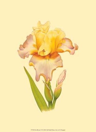 Framed Iris Bloom VI Print