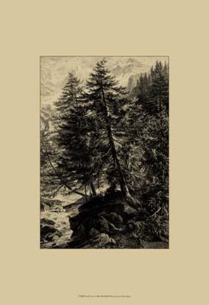 Framed Larch Tree Print