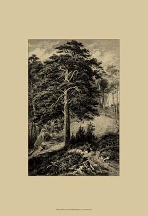 Framed Wild Pine Print