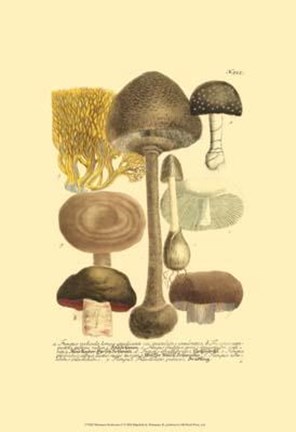 Framed Mushrooms II Print