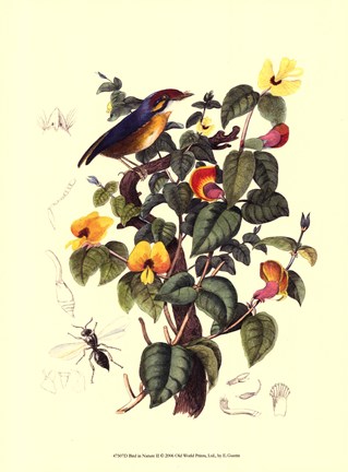 Framed Bird In Nature II Print