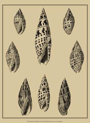 Framed Shells On Khaki IV Print