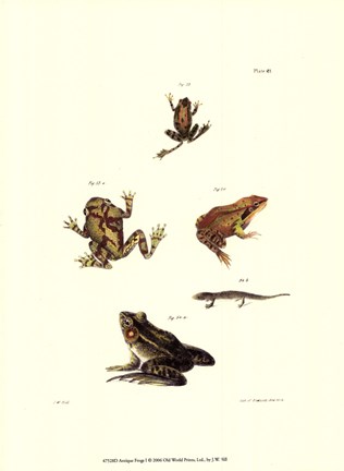 Framed Antique Frogs I Print
