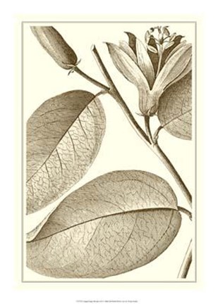 Framed Cropped Sepia Botanical II Print