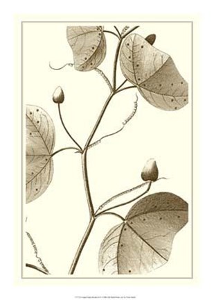 Framed Cropped Sepia Botanical IV Print