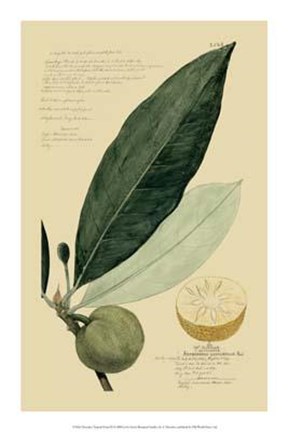 Framed Descubes Tropical Fruits III Print