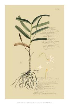 Framed Descubes Tropical Grasses II Print