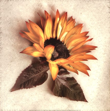 Framed Sand Sunflower Print