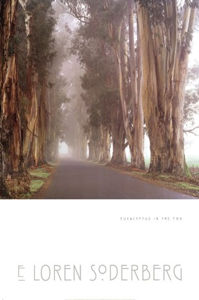 Framed Eucalyptus In The Fog Print