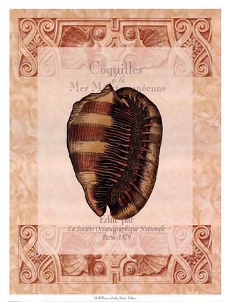 Framed Shell Botanical IV Print