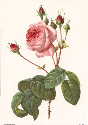 Framed Rosa Centrifolia Bullata Print