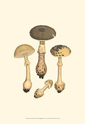 Framed Curtis Mushrooms II Print