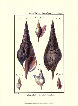 Framed Sea Shells III Print