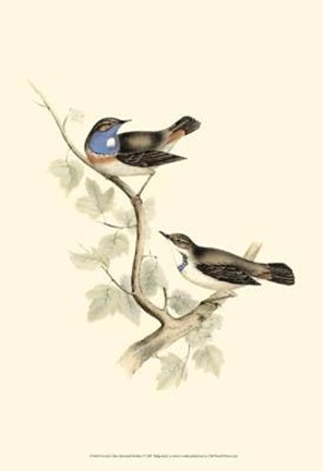 Framed Gould&#39;s Blue-Throated Warbler Print