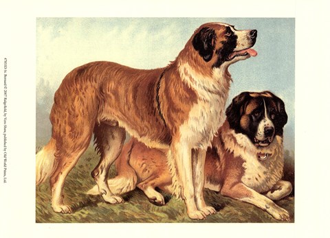 Framed St Bernard Print