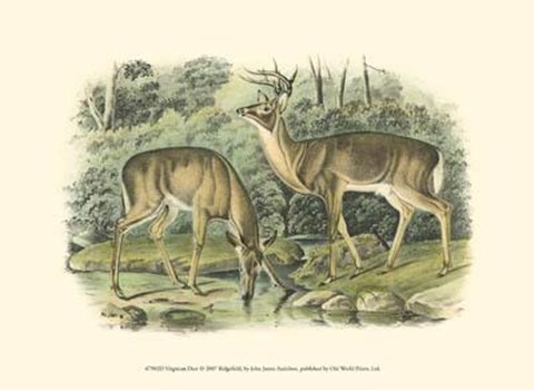 Framed Virginian Deer Print