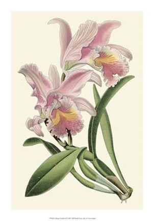 Framed Delicate Orchid III Print